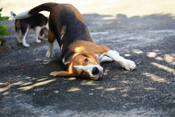 istock Funny cute beagle dog in park 627328916