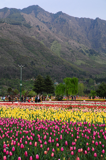 Jardín de tulipanes en Srinagar, Cachemira, India photo