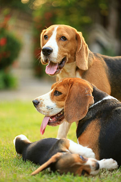 istock Funny cute beagle dog in park 627329234