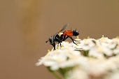 raupenfliege.jpg?b=1&s=170x170&k=20&c=GXZVwof15Teg2eKI7g2wQeAbuvh367o6i3Hom2D_WW4=