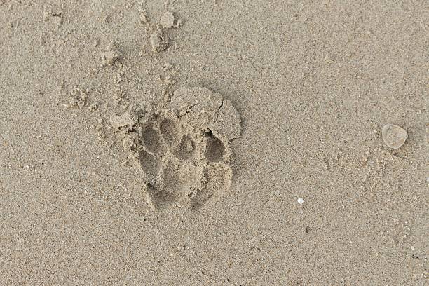 istock foot dog on the Sand. 627330614