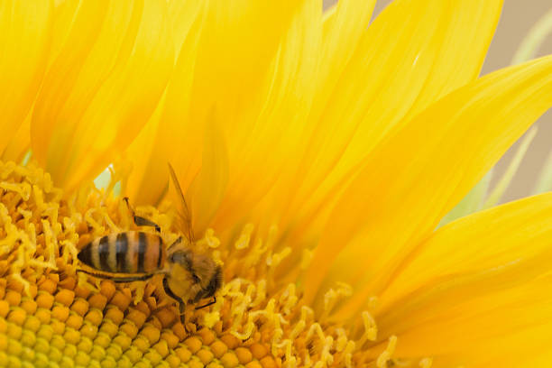 Macro Honeybee collecting pollen from large yellow sunflower