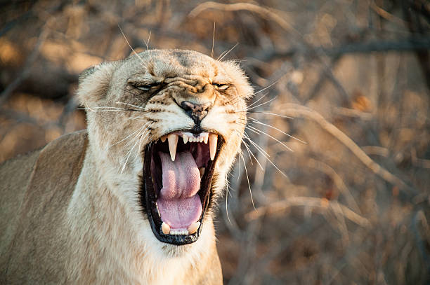 istock South Africa lioness screaming 627331348