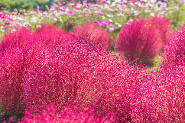 istock Bassia scoparia in Hitachi Park 627331938