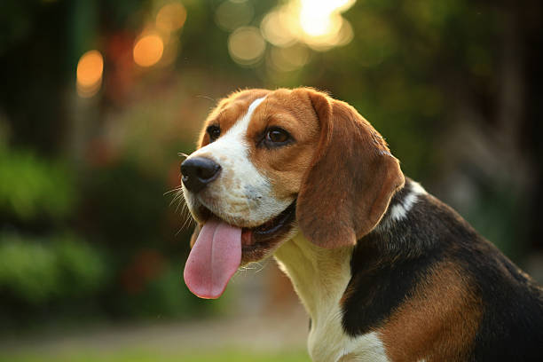 istock Funny cute beagle dog in park 627337396