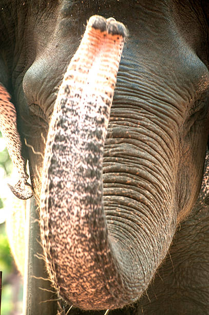 istock Closeup picture of an elephant head. 627339250