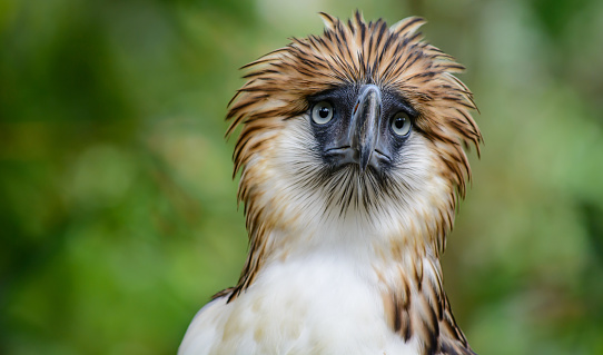 This Philippine Eagle is called Fighter. He was made flightless after a gunshot wound resulted in the amputation of part of his wing. The Philippine Eagle is classed as 'critically endangered' but still remains vulnerable to illegal hunting. 