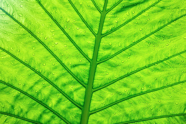 istock Green ecological concept, green leaf close-up 627342710