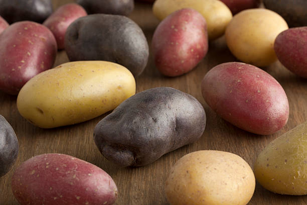 vielfalt der verschiedenen kartoffeln - roseval stock-fotos und bilder