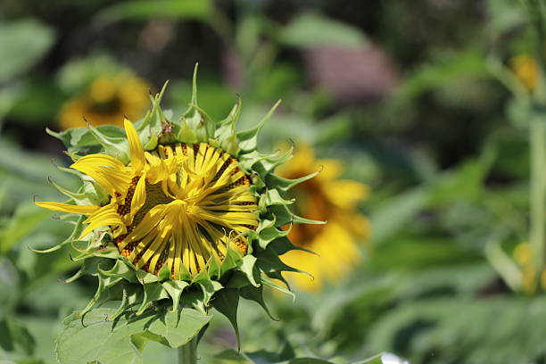 istock Sunflowers nature background, closed up images 627343976