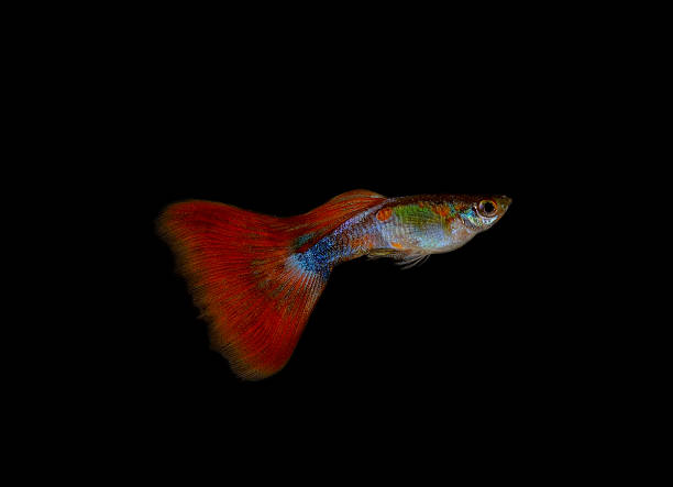 istock Guppy fish on black background 627344114