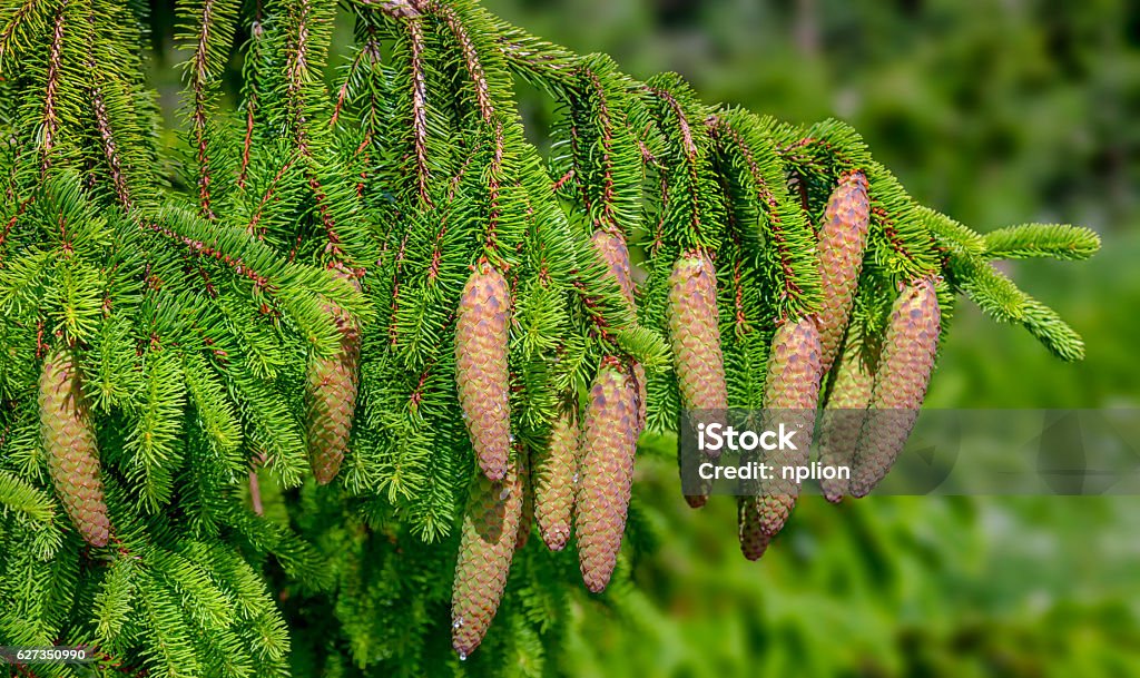 Árbol de Navidad - Abeto de Noruega (Picea abies) - Foto de stock de Abeto Picea libre de derechos