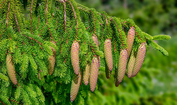 arbre de noël - épinette de norvège (picea abies) - spruce tree photos et images de collection