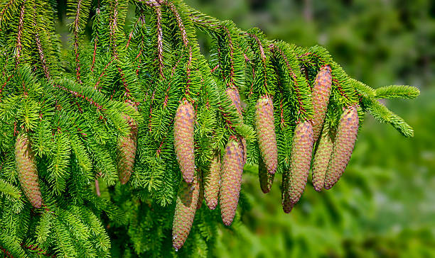 рождественская елка - норвегия ель (picea abies) - spruce tree стоковые фото и изображения