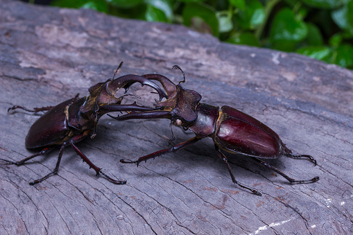 The fighing scene of stag beetle (Lucanus fairmairel) on the wood