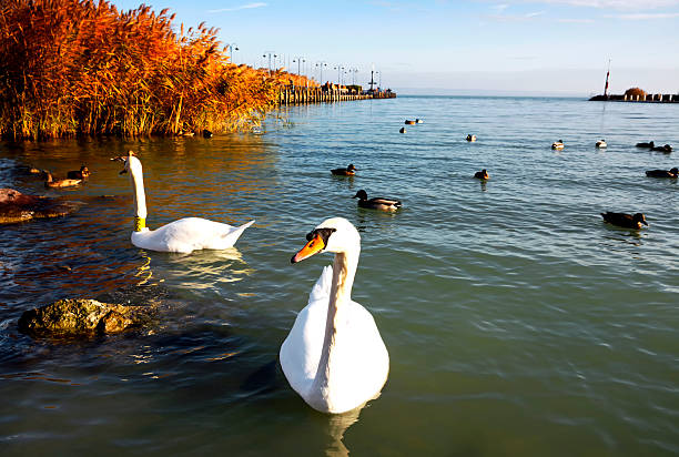 Swans at Lake Balaton, Hungary, Nikon D7100