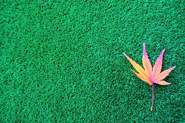 Ingredients of leaves of turf and autumn leaves