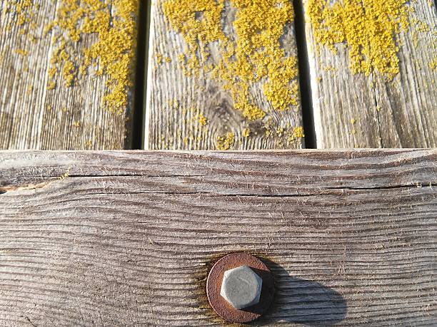 istock Screw in the bridge and yellow moss on it 627353824