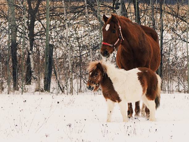 Horses in winter stock photo