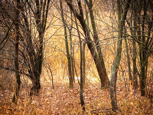 Forest in autumn stock photo