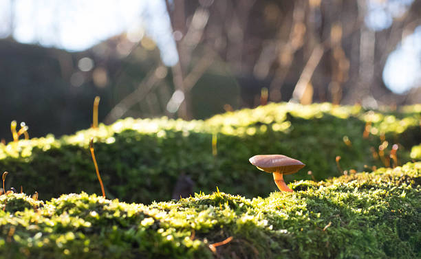 Little mushroom stock photo