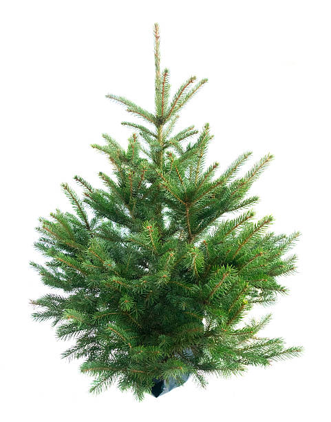 istock christmas fir tree with decorations 627356684