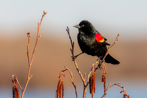 Male Red-winged black bird (Agelaius phoeniceus) perched on two branches.
