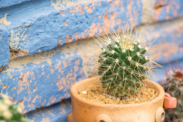 istock Cactus in pots on Blue brick wall Background. 627357822