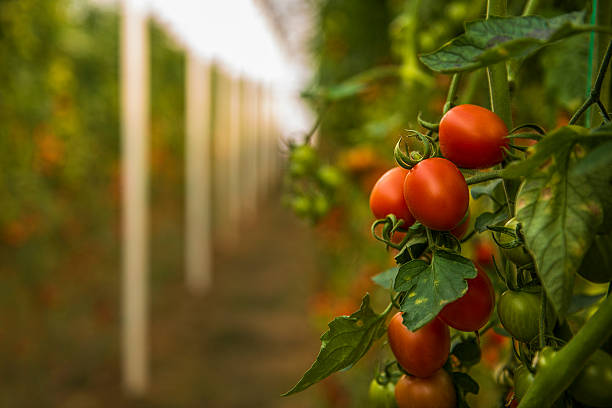 istock Large group of tomatos in greenhouse 627358568