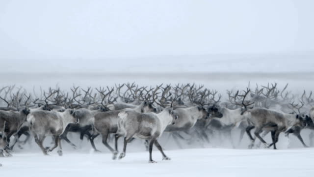 Roaming Northern Caribou