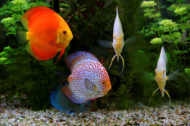istock Discus (Symphysodon), multi-colored cichlids in the aquarium 627363940