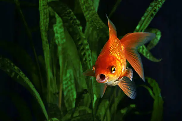 Photo of Goldfish, aquarium, a fish on the background of aquatic plants
