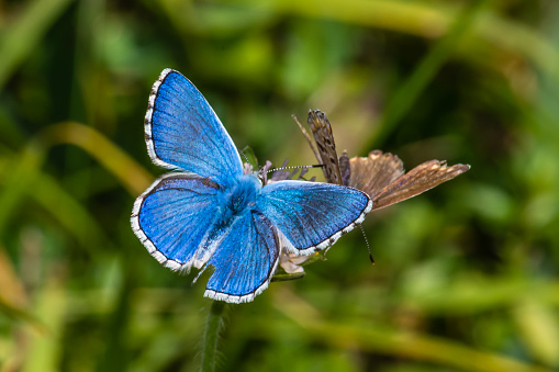Dorsal view of an Adonis blue butterfly (Polyommatus bellargus) perched on a flower in a meadow in the Swiss alps.