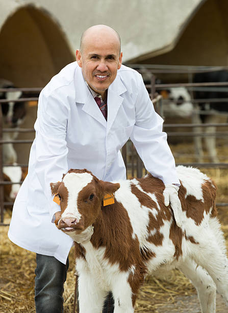 istock veterinary technician taking care of calves 627371252
