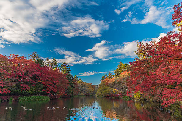 осень цвета пруд - tree area japanese fall foliage japanese maple autumn стоковые фото и изображения
