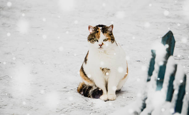 istock Winter in the village. Cat and snow 627372940