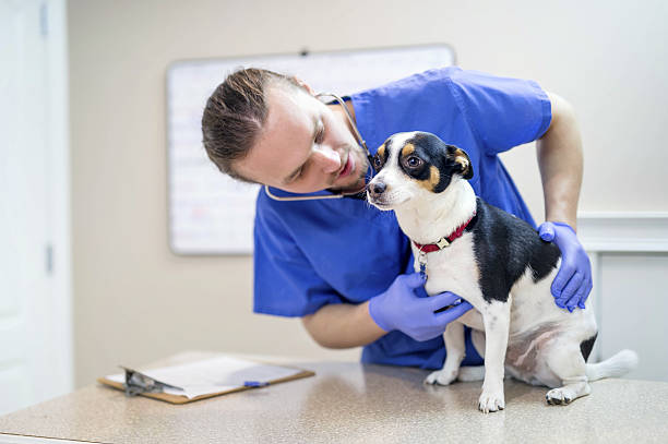istock Adult male vet using a stethoscope during a dog checkup 627380130
