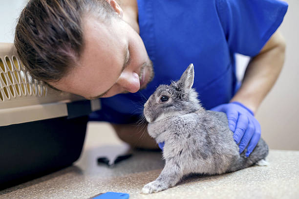 istock Adult male veterinarian doing a checkup on a rabbit 627380146