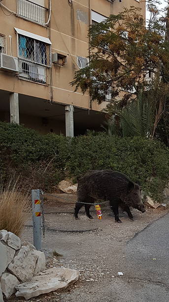istock Wild boar on the path at residential area 627380678