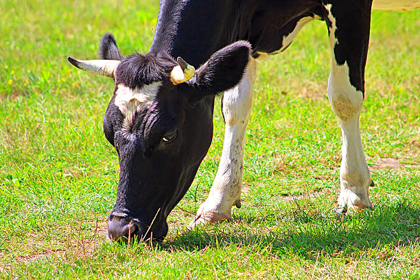 istock Cow graze on the grass in the summer 627390872