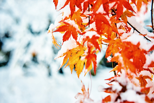 A vivid yellow oak leaf hangs from a stark branch, which is blanketed in a pristine layer of snow