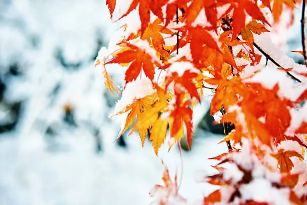 Red and yellow fall maple tree covered in snow