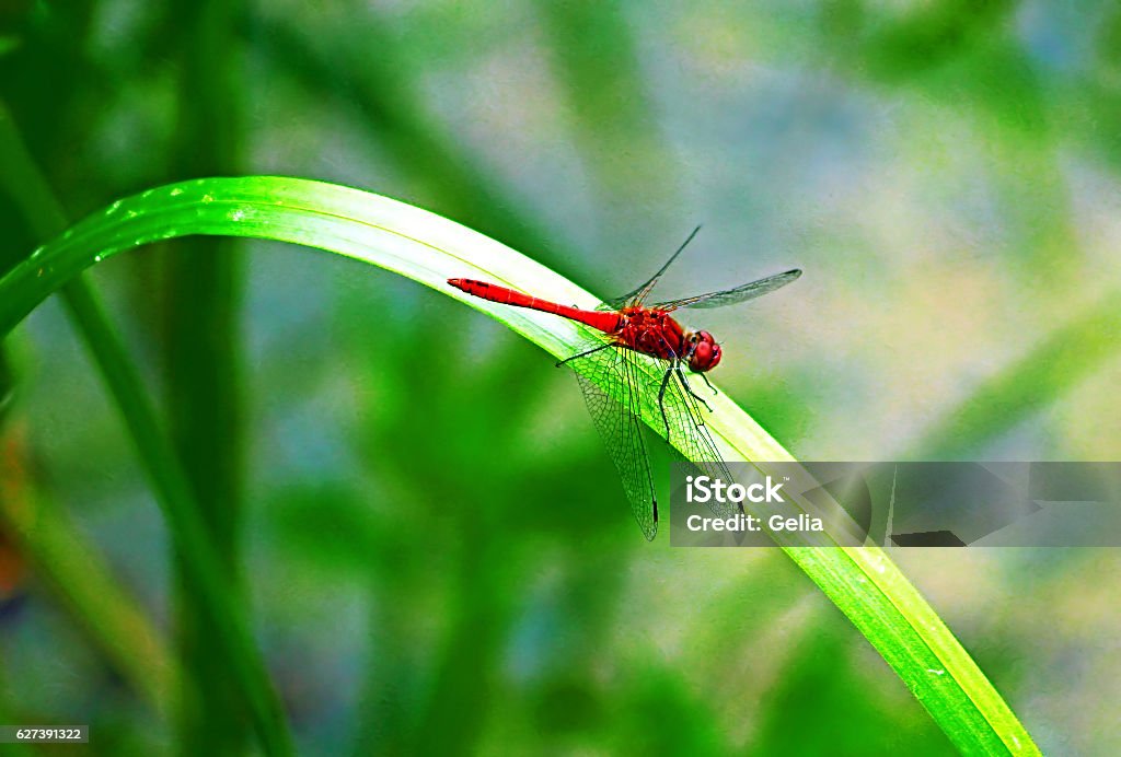 Flame Skimmer Dragonfly Animal Stock Photo