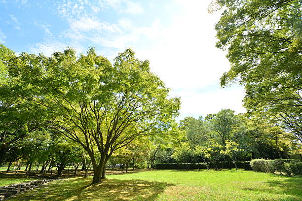 Landscape of the park stock photo