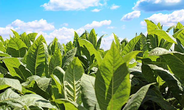 Tobacco field stock photo