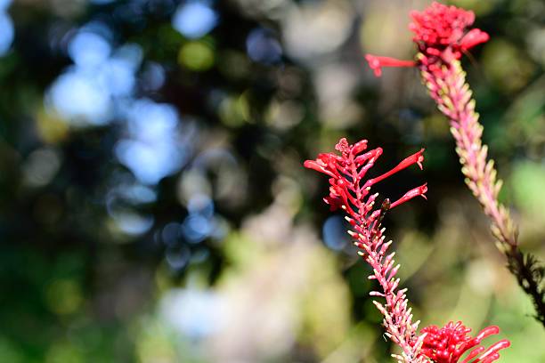istock Coral Bean red flower in Florida 627398820