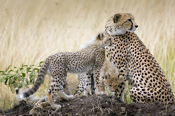 istock Female Cheetah with Three Cubs 627398862