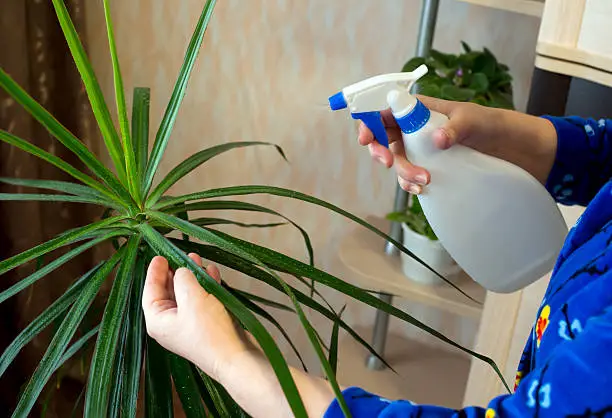Spraying from the sprinkler of indoor plants