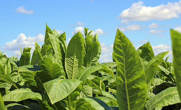 istock Tobacco field 627399828
