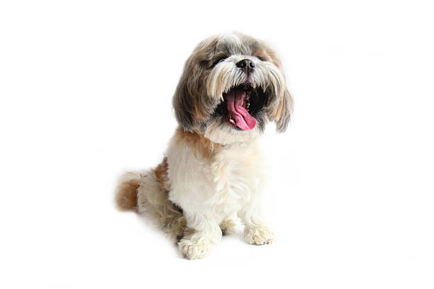 istock Dog (Shih Tzu) jawning 627399958